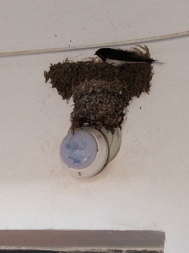 燕子窩 家里有蜜蜂代表什么